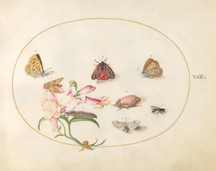 Tafel 22: Eine Zinnobermotte und ein Maikäfer mit Schmetterlingen, anderen Insekten und einem Löwenmaul