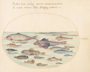 Tafel 27: Schleimfische, Skorpionfische und andere Fische