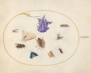 Tafel 33: Nachtfalter und Schmetterling mit anderen Insekten und einer Akeleiblüte