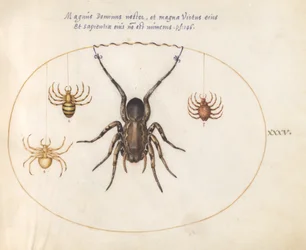 Tafel 35: Eine Wolfsspinne(?) und drei andere Spinnen