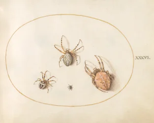 Tafel 36: Drei große Spinnen und eine kleine Spinne