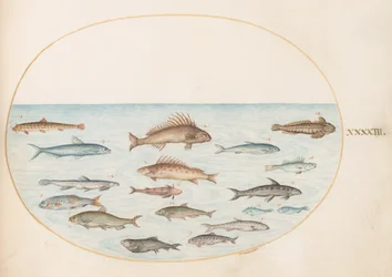 Tafel 43: Fünfzehn Fische