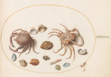 Tafel 46: Zwei Krabben mit Muscheln