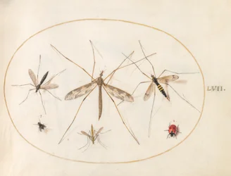 Tafel 57: Ein Marienkäfer, eine Fliege und vier andere Insekten