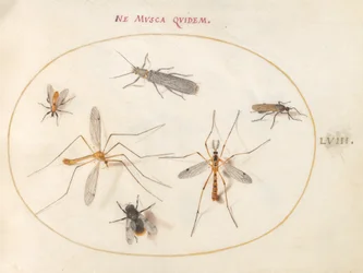 Tafel 58: Eine Biene und fünf andere Insekten