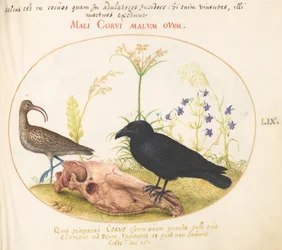 Tafel 59: Brachvogel und Krähe mit Pferdeschädel