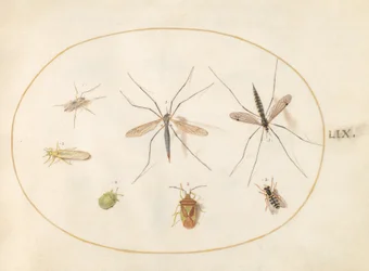 Tafel 59: Sieben Insekten, darunter eine Weißdornwanze, Schnaken und eine Schwebfliege