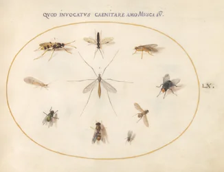 Tafel 60: Fliegen und andere Insekten