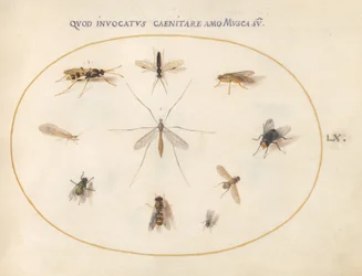 Tafel 60: Fliegen und andere Insekten, ca. 1575/80