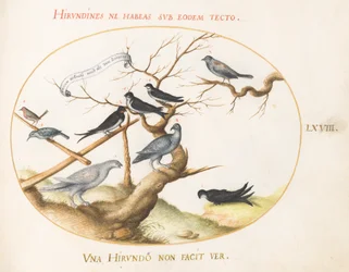 Tafel 68: Ein Schneehuhn, Schwalben und andere Vögel