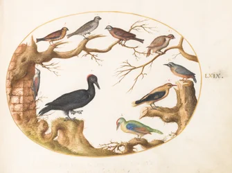 Tafel 69: Schwarzspecht, Grünspecht, Kleiber und andere Vögel