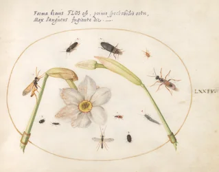 Tafel 74: Insekten mit weißen Narzissen