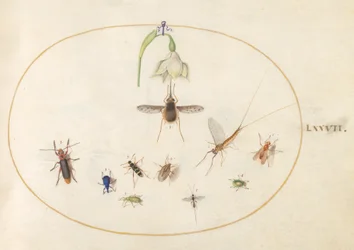 Tafel 77: Taubenschwänzchen mit einer weißen Blume, blauen und grünen Rüsselkäfern und anderen Insekten