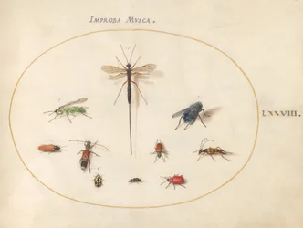 Tafel 78: Zehn Insekten, darunter eine blaue Fliege