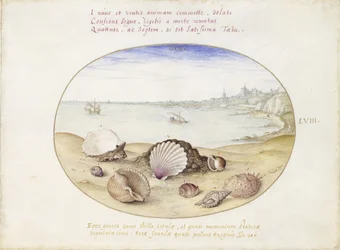 Muscheln und Blick auf Cádiz