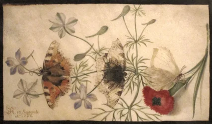 Studien von Blumen und Schmetterlingen