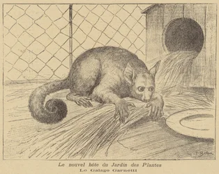 Garnetts Galago, neuer Bewohner des Jardin des Plantes