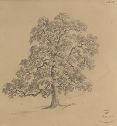 Baumstudie aus Mauer
