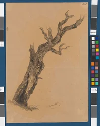 Kahler Baum - Baumstudie