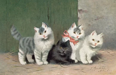 Katzenpostkarte