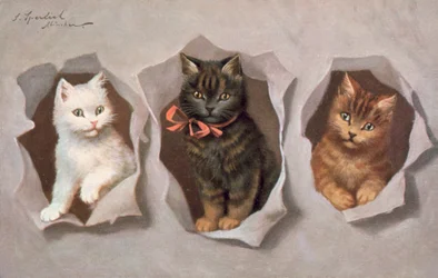 Katzenpostkarte