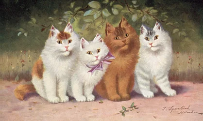 Katzenpostkarte