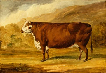 Ein Hereford-Bulle