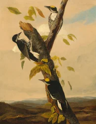 Schwarzrückiger Dreizehenspecht, 1831-1833.