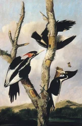 Elfenbeinspecht