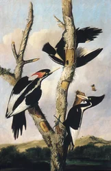 Elfenbeinspecht, ca. 1830-31