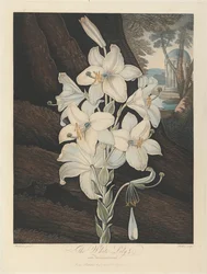 Die Weiße Lilie mit bunten Blättern, 1800, aus Robert John Thorntons 
