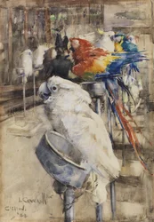 Die Voliere, Clifton