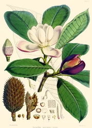 Magnolia hodgsonii, 1855