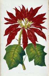 Blume und Blätter der Poinsettia Pulcherrima. Botanische Tafel in „Pflanzen mit buntem Laub. Sammlung der bemerkenswertesten Arten zur Dekoration von Gärten, Gewächshäusern und Wohnungen, von Edward Joseph Lowe und W. Howard, Mitglieder der London Hort
