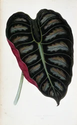 Blatt von Alocasia metallica