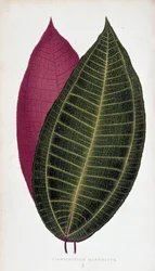 Blatt von Cyanophyllum Magnificum. Botanische Tafel in „Pflanzen mit buntem Laub.