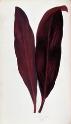 Blatt von Dracaena ferrea in „Pflanzen mit buntem Laub. Sammlung der bemerkenswertesten Arten zur Dekoration von Gärten, Gewächshäusern und Wohnungen, von Edward Joseph Lowe und W. Howard, Mitglieder der London Horticulture Society. Aus dem Englischen über