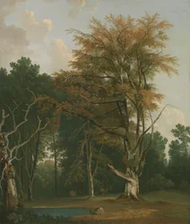 Bäume in einer Waldlichtung