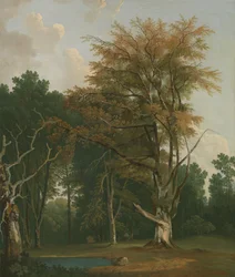 Bäume in einer Waldlichtung