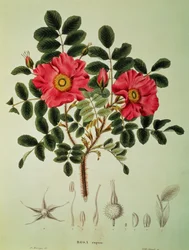 Rosa rugosa, aus 