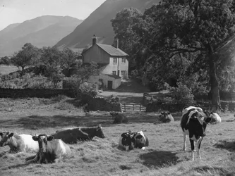 Kühe liegen auf einem Feld in der Nähe eines Weges und Gillerthwaite House mit Hügeln im Hintergrund
