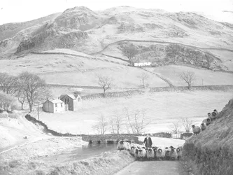 Schafherde wird die Straße hinuntergetrieben