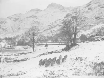 Schafherde im Schnee bei Langdale
