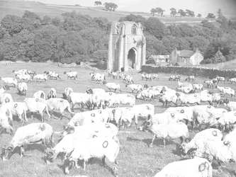 Schafe weiden auf einem Feld vor der Shap Abbey