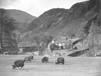 Schafe weiden im Feld mit Bauernhof und Hügeln dahinter