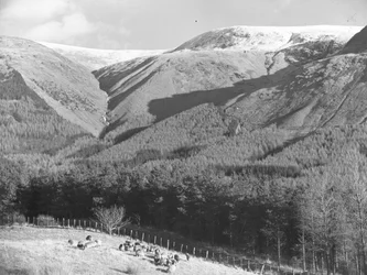 Schafe auf einem Feld neben einer Nadelbaumplantage mit Hügeln im Hintergrund