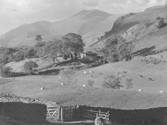 Blick über Felder zu einem Bauernhof bei Thirlmere mit Schafen und Kühen