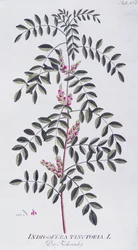 Echter Indigo (Indigofera tinctoria) von Joseph Jacob von Plenck, aus 