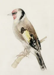 Stieglitz, aus dem Farnley Buch der Vögel, ca. 1816