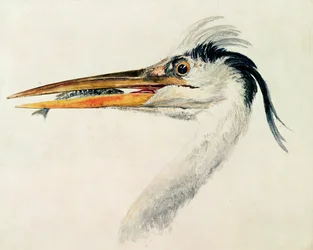 Reiher mit einem Fisch